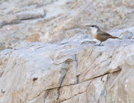 Canyon Wren 5337